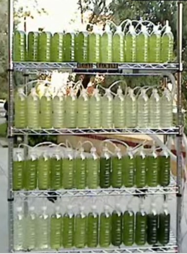 An Algae Bioreactor From Recycled Water Bottles
