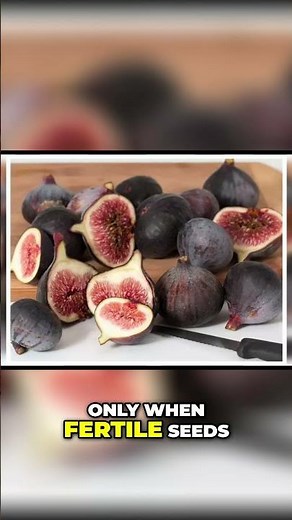 Fig Varieties: Capri, Smyrna, and Common Types #shorts