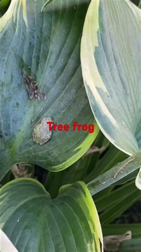 Tree frog hidden #frog #frogs #treefrog ‪@dayhikingandherpingdudes‬