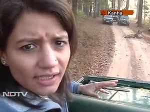 Tiger tourism: A goldmine?