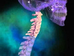 Spine anatomy - simple and easy to understand