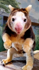 3.1K views · 311 reactions | Today is World Tree Kangaroo Day and we...