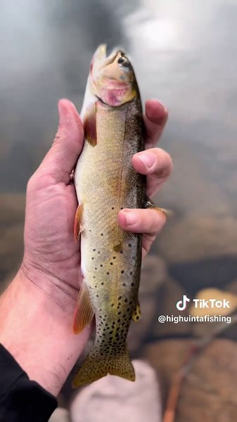 Exploring Utah's Uintas: Nature and Conservation