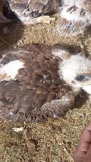 Eagle chick #eagle #video #tiktok #hunterzehri