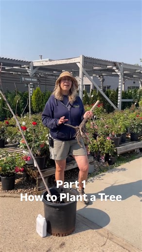 PART 1 of How to Plant a Tree 🌳 Carla from Salisbury's nursery shares key tips and common mistakes to avoid—watch before you dig! | Salisbury Greenhouse