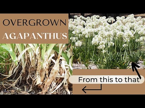 How to divide and replant overgrown (feral) Standard Agapanthus plants at Littlewood Agapanthus Farm