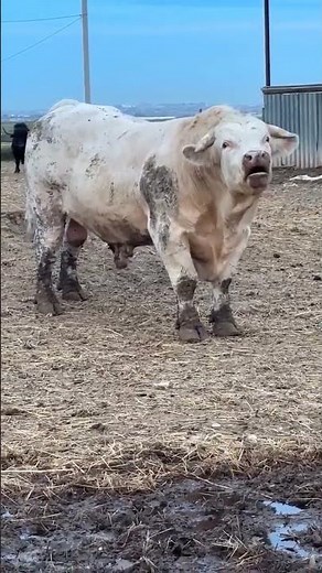 Big bull Cow moo mooing bellowing sounds 🌻🐄🔊 ☘️ Real animal sounds 🌱