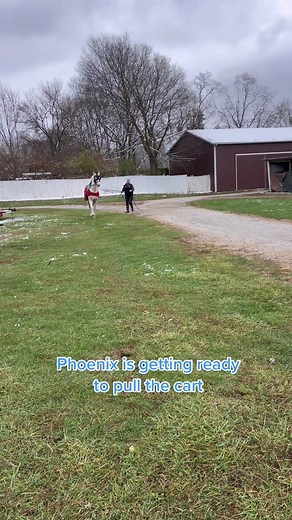 Pinto Horse American Saddlebred Stallion: Ground Driving Phoenix