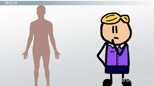 Fascia in Anatomy | Definition & Function