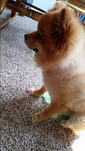 Pomeranian Reverse Sneezing - Caused By Medication?
