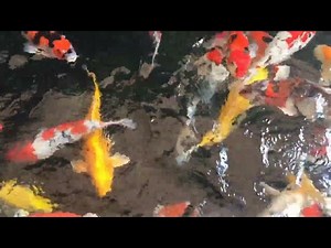 Fish Load and Pond Cleaning: Balancing Your Aquatic Ecosystem