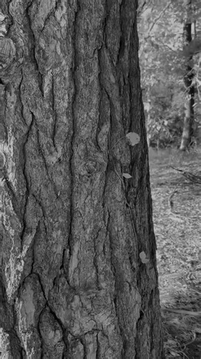 Happy Halloween to everyone from Wildwood Golf Club! #cmaa #pittsburgh #countryclub #halloween | Wildwood Golf Club