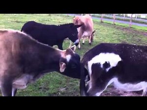 Cow Pleasures Donkey