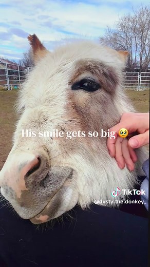 The Contagious Smile of a Mini Donkey