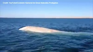 79K views · 1.8K reactions | WATCH: Mexican officials have released footage of a rare albino whale seen swimming on the Pacific Coast near Baja California Sur. | Global News | Facebook