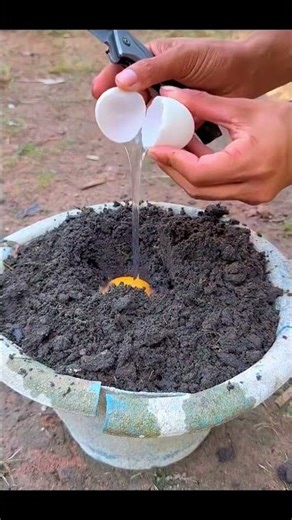 This Secret Chili Plant Method Gives Unlimited Chillies 🌶️😲