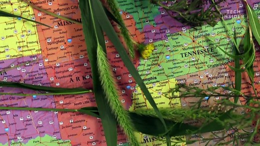 Why pollen makes you sneeze