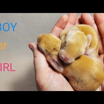 SEXING BABY BUNNIES THE EASIEST WAY