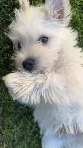 This Is How a West Highland White Terrier Grows!