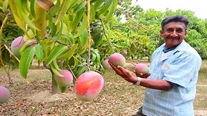Perú exportó más de 240 mil toneladas de mango a más de 32 destinos internacionales