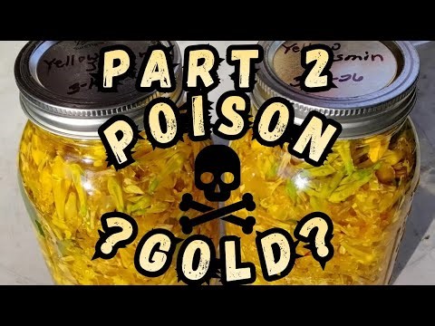 Carolina Yellow Jessamine Tincture | Traditional Preparation, Herbal History & Toxic Plant Warning