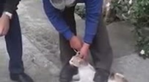 Warning: "Catkiller" cause outrage in social networks