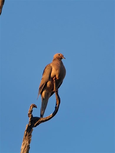 Discover Mourning Doves: A Birdwatching Guide
