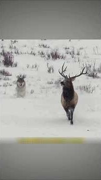 6 भूखे भेड़ियों से बच निकला बहादुर बारहसिंगा !Incredible Survival#wildlife #shorts #shortvideo
