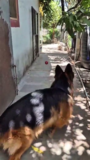I almost missed recording this moment💯 #germanshepherd #funny