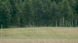 Marsh harrier in flight over fields and bushes hunting pray