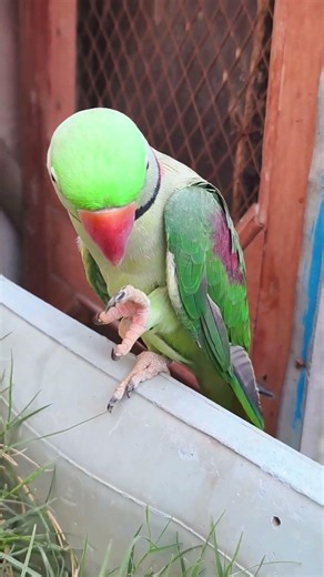 Ringneck parrot talking sound effect compliment #parrotsinging #talkingparrot #parrot#parrottalking