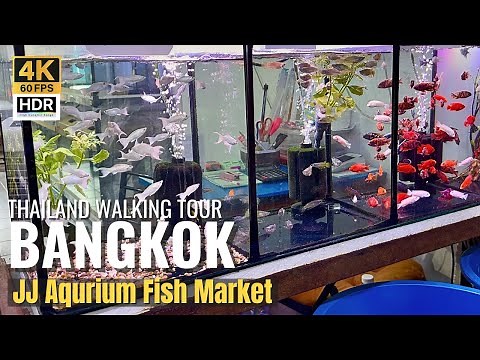 [BANGKOK] Chatuchak Aquarium Fish Market "Aquarium Lovers Must Visit!" | Thailand [4K HDR]