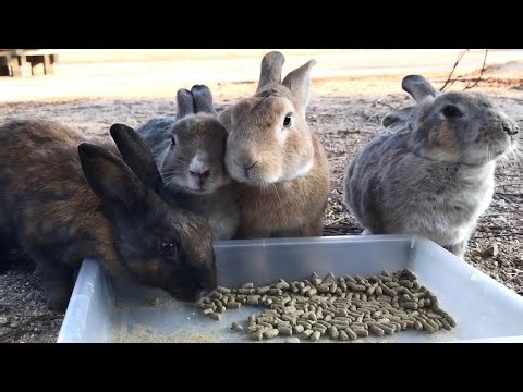 The way the rabbits eat is utterly charming.