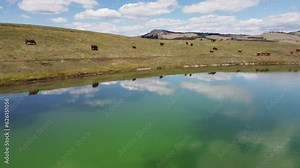 Free Range Cattle Herd of Cows Migrating Along Lake Pasture, Drinking Water | Grass Fed Beef Agriculture Farming Livestock ,Cattle Ranching | Roaming Freely, Ethical Farming | Cinematic Drone, 1 of 12