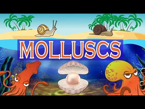 The World of Molluscs | Molluscs diversity | Mollusca Classification