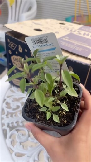 ਕਮਲ ਧਾਲੀਵਾਲ ਜਗਪਾਲ on Instagram: "Thai basil (tulsi) @palmers.welcomebay"