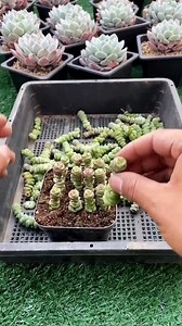 Nhân giống sen đá xiên thịt 🪴 #senda #senđá #vuonsenda | Vườn sen đá