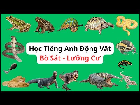 Học tiếng Anh tên các loài Động Vật Lưỡng Cư - Bò Sát | Amphibian - Reptile | Học từ vựng tiếng Anh