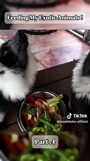 Jacob Feder on TikTok