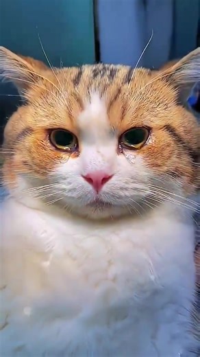 When a cat cries, you feel it in your soul 💔🐾 Follow for more emotional and heart-touching cat moments 🥺#cat #emotional #sad #uktiktok #catsoftiktok