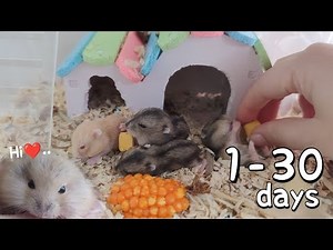 BABY DWARF HAMSTER GROWING UP | Day 1 to Day 30