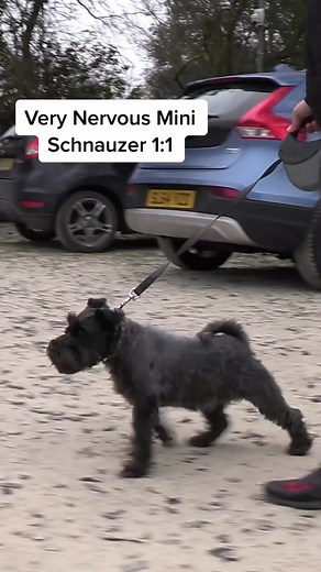 Effective Training Techniques for Nervous Mini Schnauzers