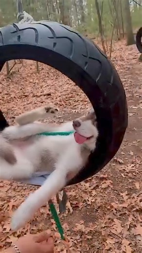 So quirky! | Northern Exposure Siberian Husky Rescue
