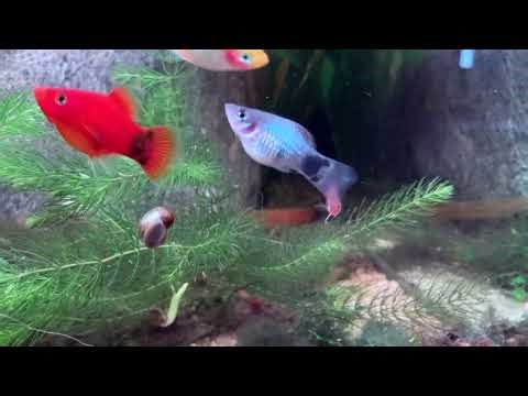 Badis Badis Care Guide: Everything You Need to Know