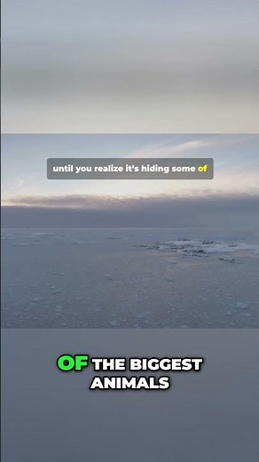 Antarctic Giants: Discover Earth's Biggest Hidden Animals