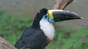 Study Abroad in Wildlife, Fish, and Conservation Biology