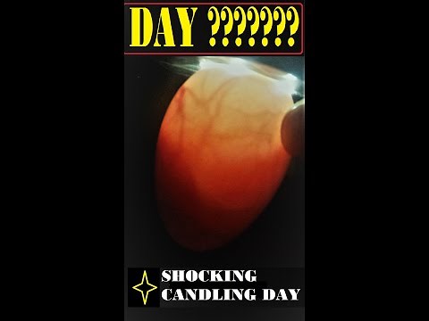 CANDLING DAY 10 // DUCK EGG CANDLING DAY 10 // HOW TO CANDLE DUCK EGGS DAY 10 // AWESOME DEVELOPMENT