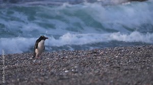 Fiordland Crested Penguin Or Tawaki At The Shoreline Of West Coast, New Zealand. Static Shot