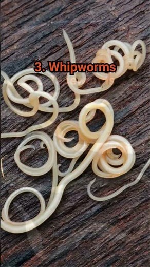 The 4 common worms in dog poop.