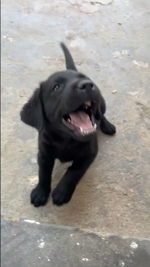 Dog Barking Sound Effect || Dog Sound Video || Dog Sound || Dog Barking 2025